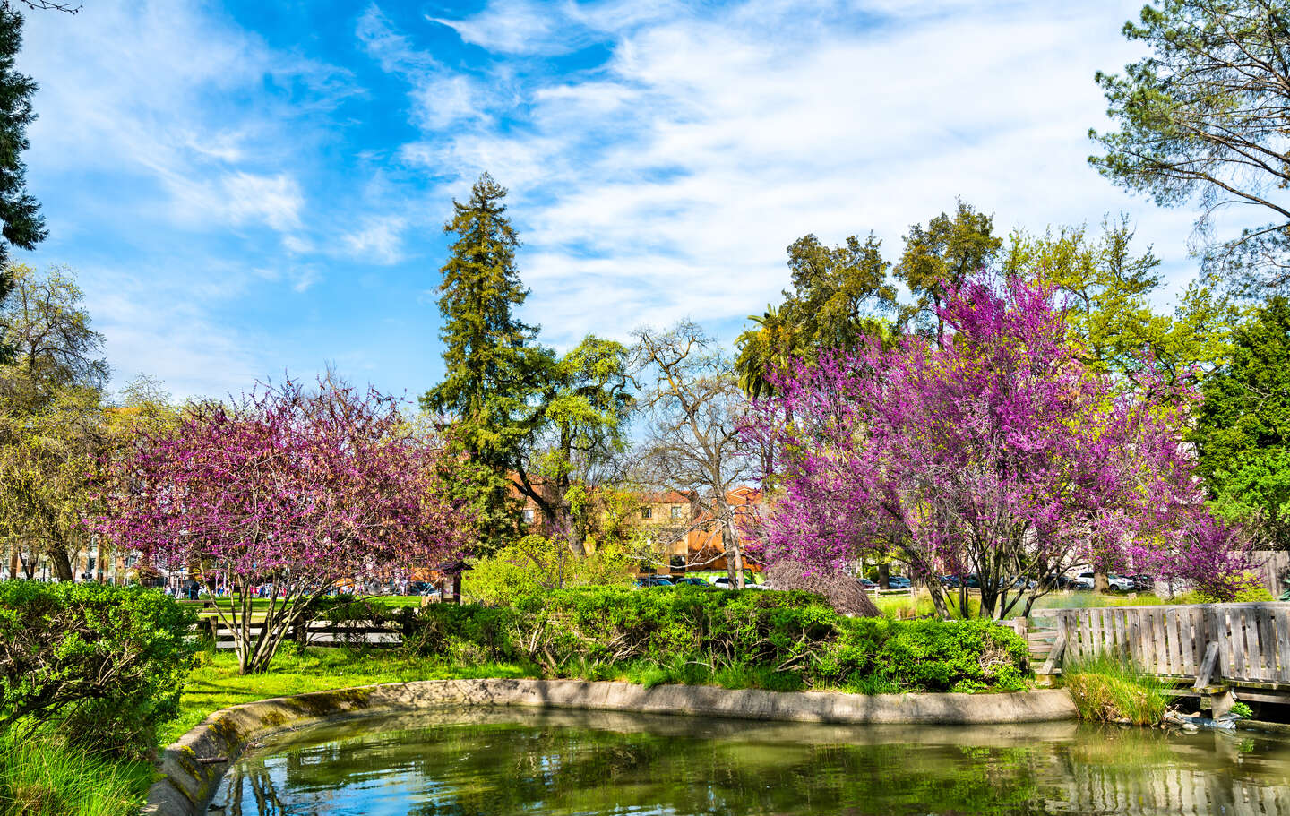 blooming trees sacramento