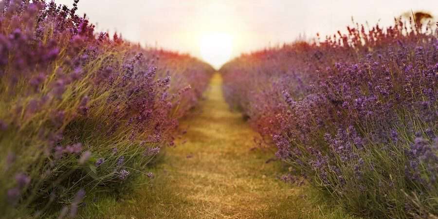 lavender field
