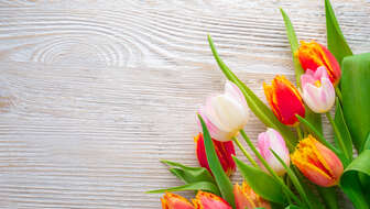 Tulip-Banner-Cremation-Articles.jpg?sw=336&cx=0&cy=0&cw=5472&ch=3095&q=60