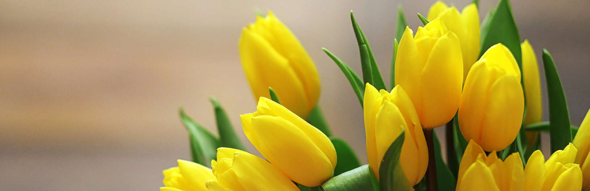 yellow tulips