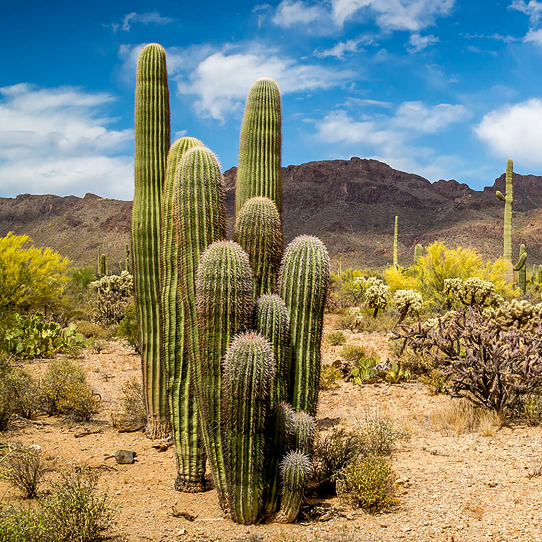 arizona-local-information