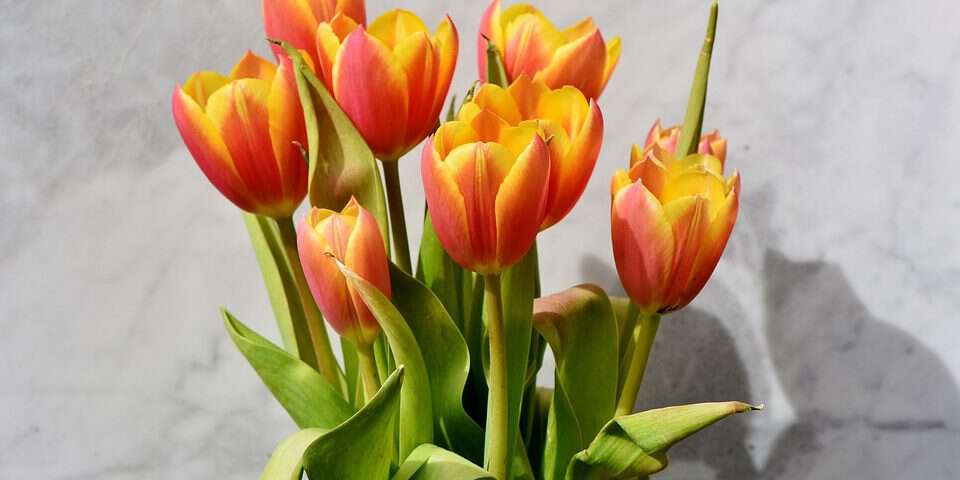 orange tulips
