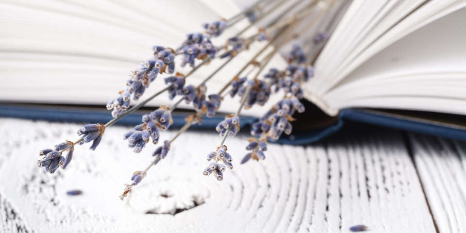 lavender in a book