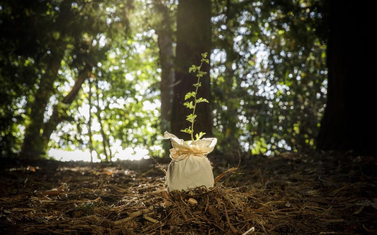 Terramation - Photo - 1610 (1200x750).jpg?sw=592&cx=0&cy=0&cw=1200&ch=675&q=60