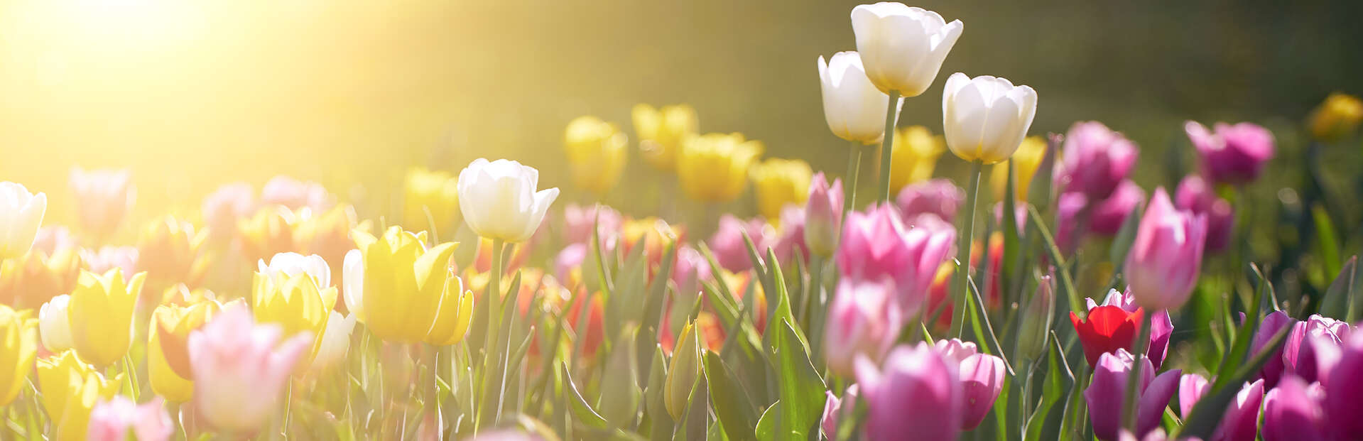 memorial tulips sunset