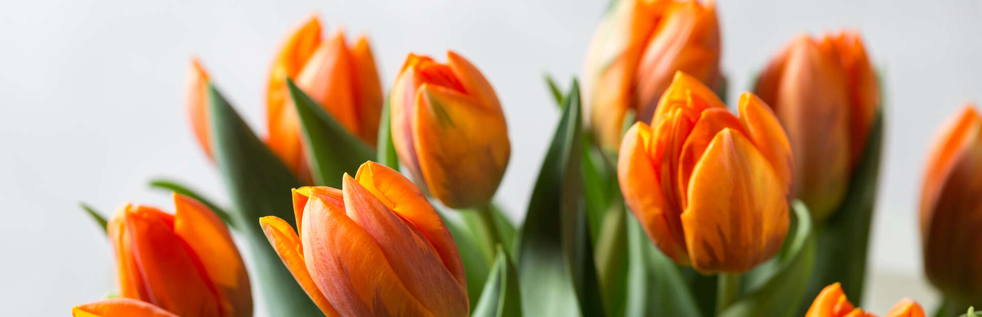 orange tulips