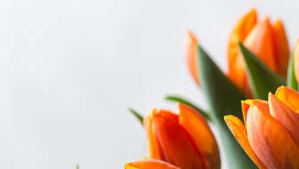 orange-tulips-hero.jpg?sw=336&cx=0&cy=0&cw=1415&ch=800&q=60
