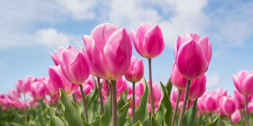pink-2254970_960_720-960x480.jpeg