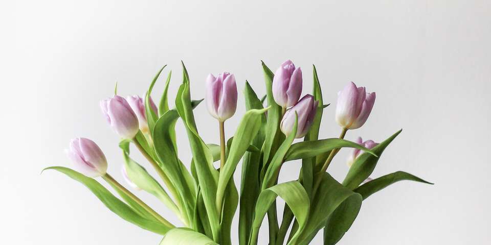 purple tulips