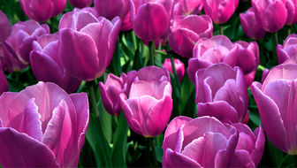 purple-tulips.png?sw=336&cx=0&cy=0&cw=1180&ch=667&q=60