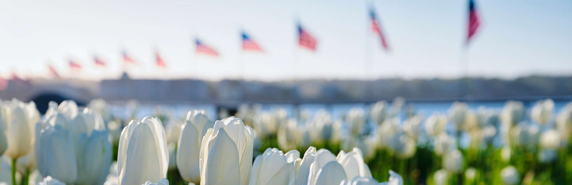 tulip veterans memorial