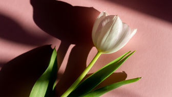 white tulip.png?sw=336&cx=0&cy=0&cw=1180&ch=667&q=60