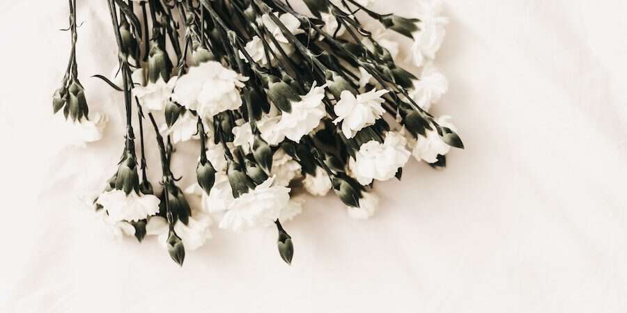 white carnations