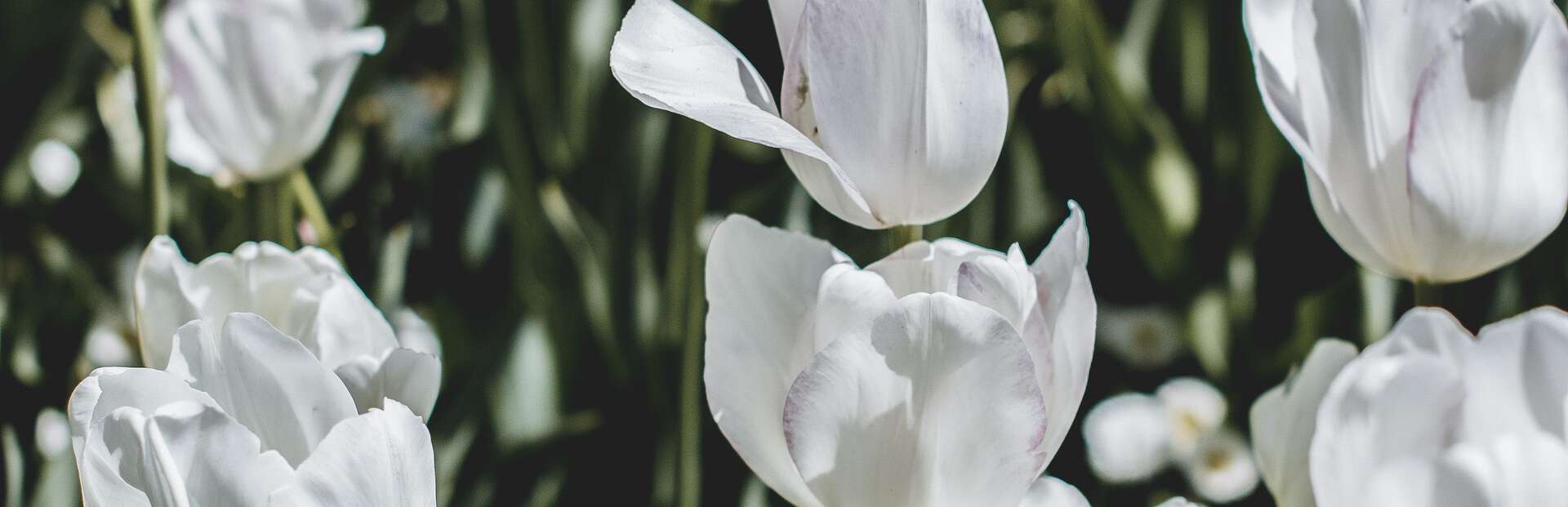 Catholic Cremation Beliefs