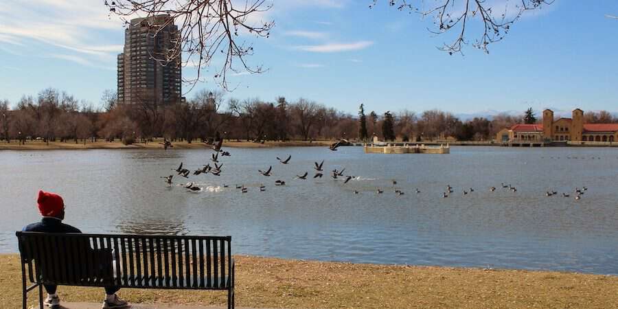 denver lake with birds