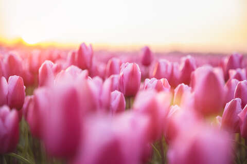 tulip-field-sunrise.jpg