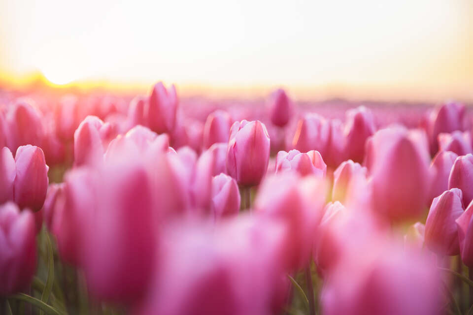 pink tulips in field at sunrise