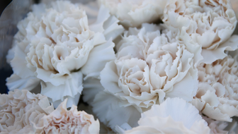 carnations.png?sw=336&cx=0&cy=0&cw=1180&ch=667&q=60