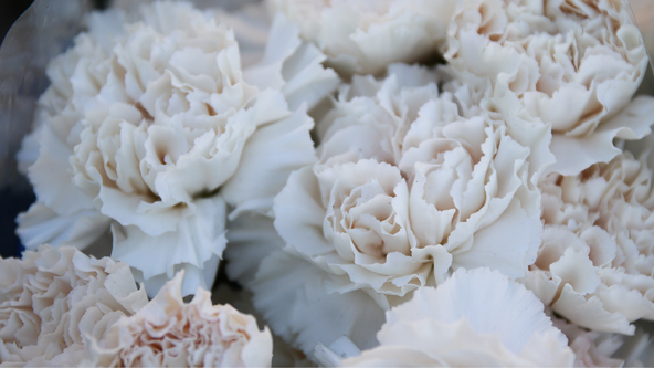 carnations.png?sw=592&cx=0&cy=0&cw=1186&ch=667&q=60