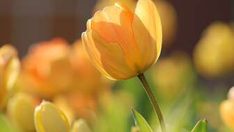 tulip-690320_960_720-960x480.jpg?sw=336&cx=0&cy=0&cw=849&ch=480&q=60