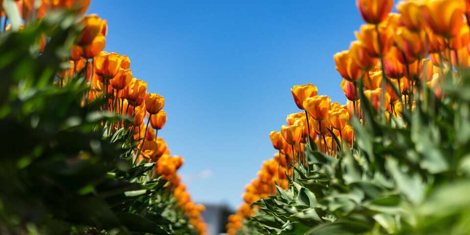 orange tulips