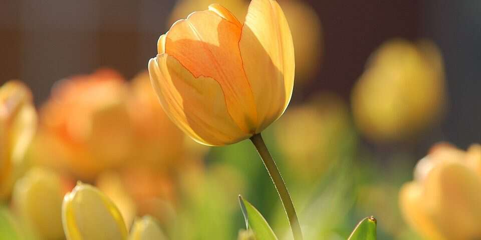 yellow tulips