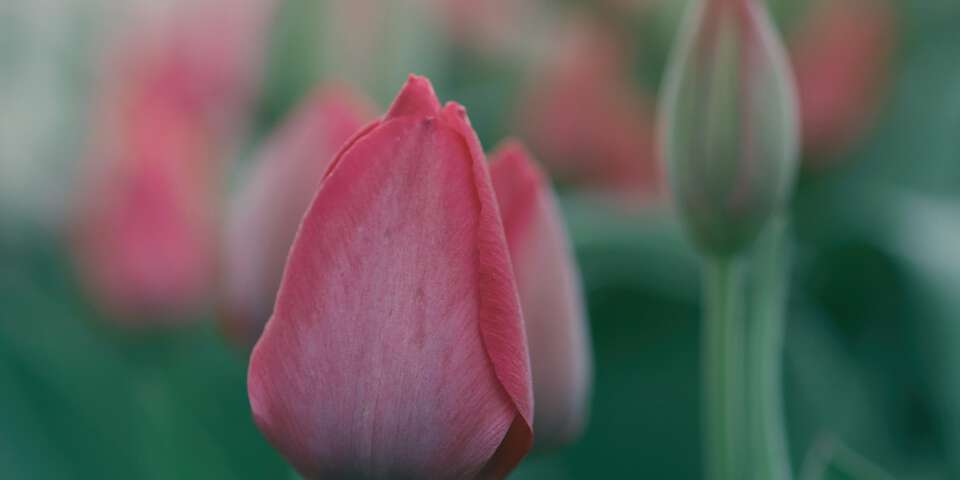 pink tulips