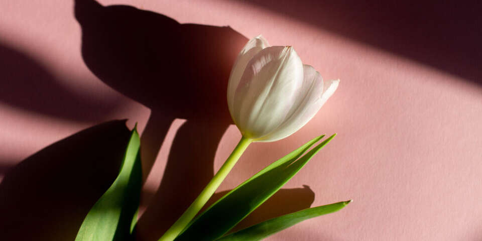 white tulip pink background