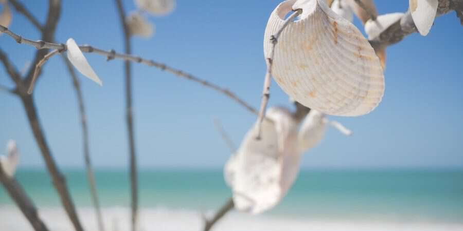 shells on a beach