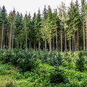 Legacy Wood (10 Trees)  large image number 2