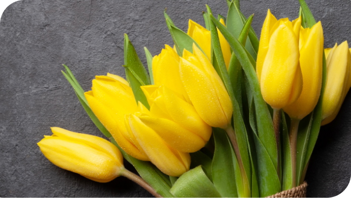yellow tulip flowers